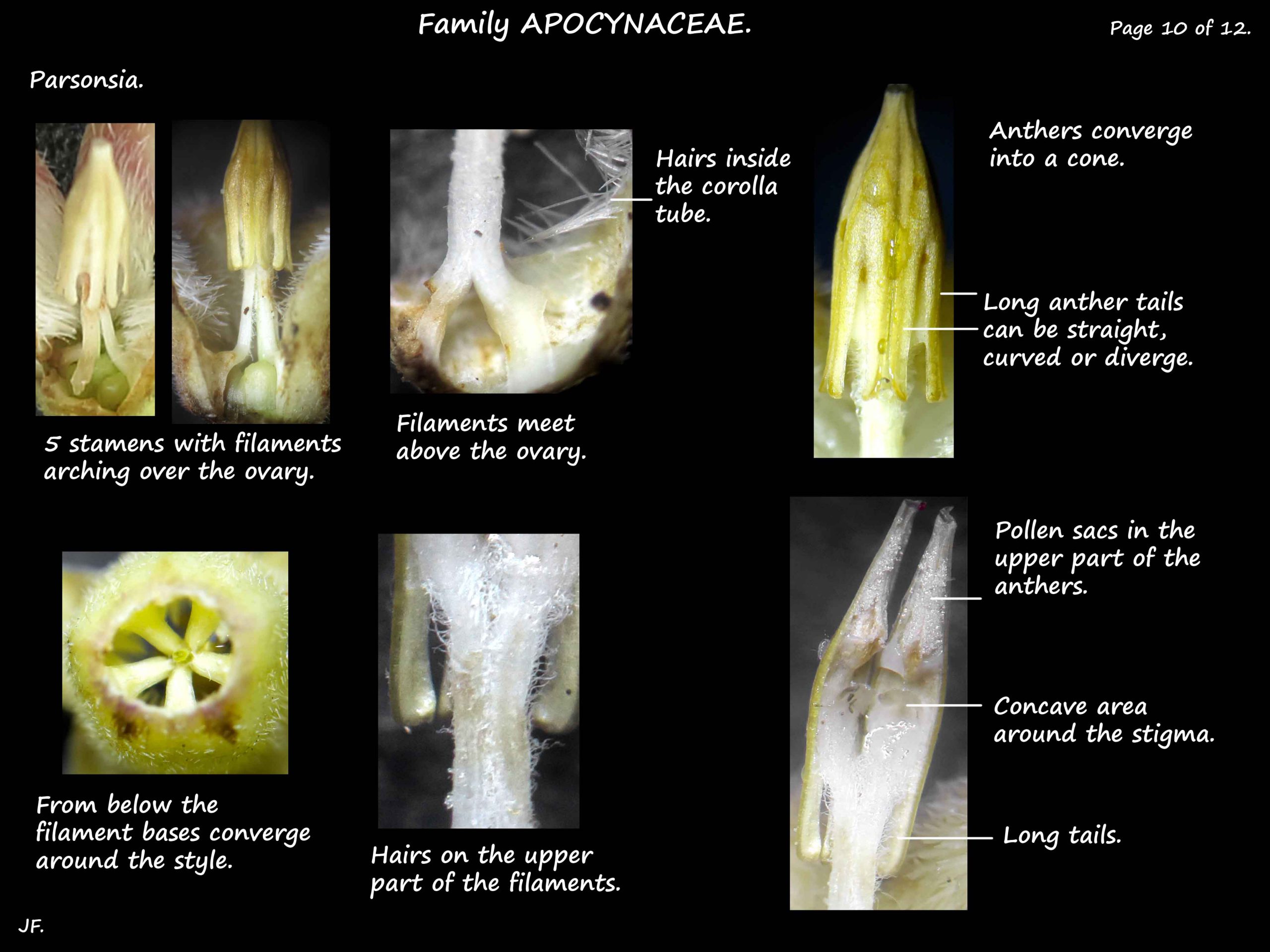 10 Parsonsia stamens